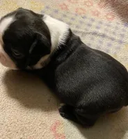 Samuel, a male Boston Terrier for sale in Lake in the Hills, IL – Photo 10 of 10