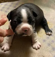 Samuel, a male Boston Terrier for sale in Lake in the Hills, IL – Photo 7 of 10