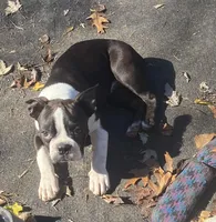 Samuel, a male Boston Terrier for sale in Lake in the Hills, IL – Photo 3 of 10