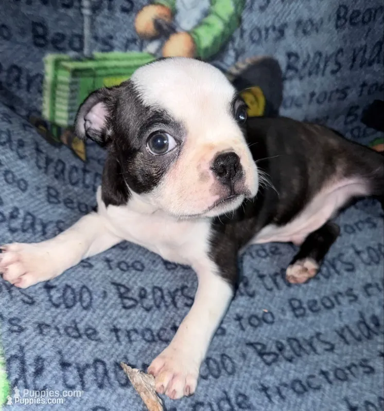 Mark – Boston Terrier puppy for sale in Lake in the Hills, IL