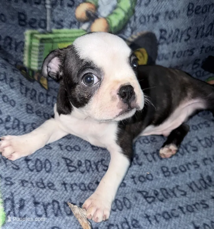 Mark – Boston Terrier puppy for sale in Lake in the Hills, IL
