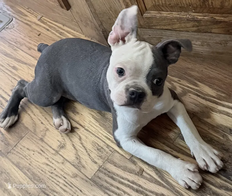 Henry – Boston Terrier puppy for sale in Lake in the Hills, IL