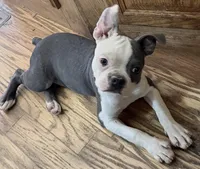 Henry, a male Boston Terrier for sale in Lake in the Hills, IL – 3 of 10