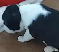 Rebekah, a female Boston Terrier for sale in Lake in the Hills, IL – Photo 9 of 10