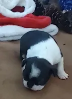 Rebekah, a female Boston Terrier for sale in Lake in the Hills, IL – Photo 10 of 10