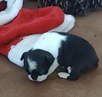 Rebekah, a female Boston Terrier for sale in Lake in the Hills, IL – Photo 6 of 10