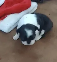 Rebekah, a female Boston Terrier for sale in Lake in the Hills, IL – Photo 2 of 10