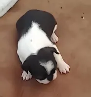 Rebekah, a female Boston Terrier for sale in Lake in the Hills, IL – Photo 3 of 10