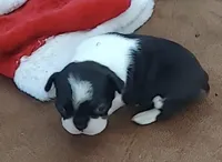 Rebekah, a female Boston Terrier for sale in Lake in the Hills, IL – Photo 1 of 10