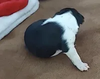 Rebekah, a female Boston Terrier for sale in Lake in the Hills, IL – Photo 4 of 10