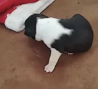 Rebekah, a female Boston Terrier for sale in Lake in the Hills, IL – Photo 5 of 10