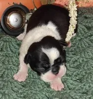 Rebekah, a female Boston Terrier for sale in Lake in the Hills, IL – Photo 8 of 10