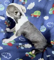 Henry, a male Boston Terrier for sale in Lake in the Hills, IL – 9 of 9