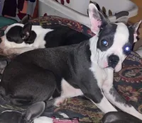Lavern, a female Boston Terrier for sale in Lake in the Hills, IL – 3 of 3