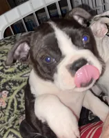 Ezekiel, a male Boston Terrier for sale in Lake in the Hills, IL – Photo 7 of 10