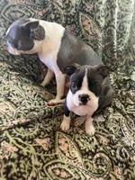 Ezekiel, a male Boston Terrier for sale in Lake in the Hills, IL – Photo 8 of 10