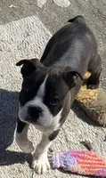 Ezekiel, a male Boston Terrier for sale in Lake in the Hills, IL – Photo 1 of 10
