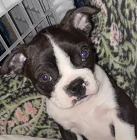Ezekiel, a male Boston Terrier for sale in Lake in the Hills, IL – Photo 3 of 10