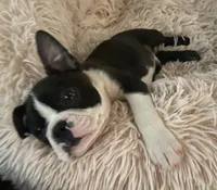 Ezekiel, a male Boston Terrier for sale in Lake in the Hills, IL – Photo 5 of 10