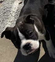 Ezekiel, a male Boston Terrier for sale in Lake in the Hills, IL – Photo 10 of 10