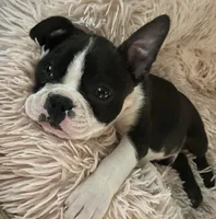 Ezekiel, a male Boston Terrier for sale in Lake in the Hills, IL – Photo 4 of 10