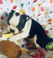 Luke , a male Boston Terrier for sale in Lake in the Hills, IL – Photo 9 of 10