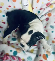 Luke , a male Boston Terrier for sale in Lake in the Hills, IL – Photo 7 of 10