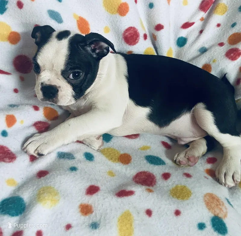 Luke  – Boston Terrier puppy for sale in Lake in the Hills, IL