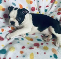 Luke , a male Boston Terrier for sale in Lake in the Hills, IL – Photo 10 of 10