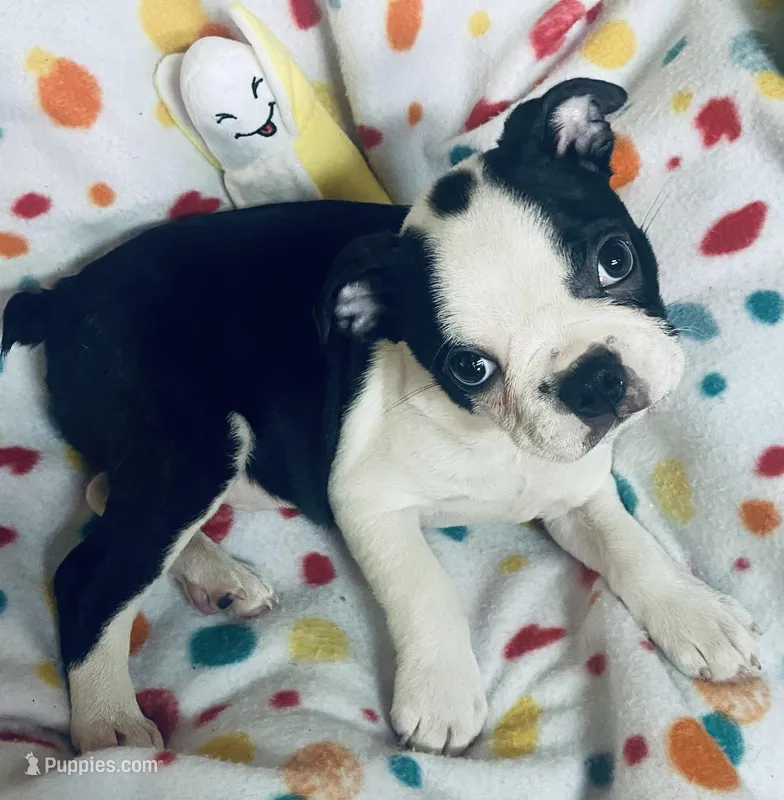 Luke  – Boston Terrier puppy for sale in Lake in the Hills, IL