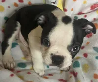 Luke , a male Boston Terrier for sale in Lake in the Hills, IL – Photo 4 of 10