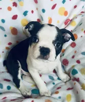 Luke , a male Boston Terrier for sale in Lake in the Hills, IL – Photo 3 of 10