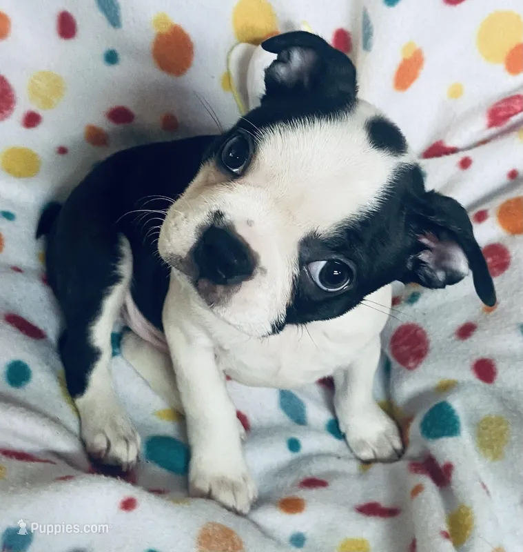 Luke  – Boston Terrier puppy for sale in Lake in the Hills, IL