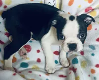 Luke , a male Boston Terrier for sale in Lake in the Hills, IL – Photo 5 of 10