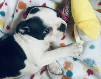Luke , a male Boston Terrier for sale in Lake in the Hills, IL – Photo 6 of 10