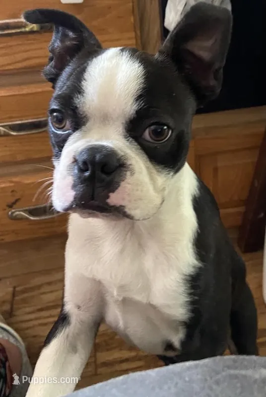 Charlie – Boston Terrier puppy for sale in Lake in the Hills, IL