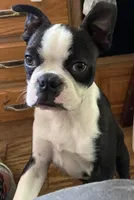 Charlie, a male Boston Terrier for sale in Lake in the Hills, IL – Photo 3 of 8