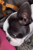 Charlie, a male Boston Terrier for sale in Lake in the Hills, IL – Photo 4 of 8