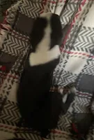 Charlie, a male Boston Terrier for sale in Lake in the Hills, IL – Photo 8 of 8