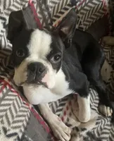 Charlie, a male Boston Terrier for sale in Lake in the Hills, IL – Photo 1 of 8