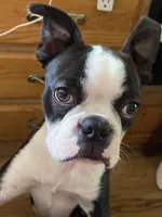 Charlie, a male Boston Terrier for sale in Lake in the Hills, IL – Photo 2 of 8