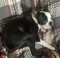 Charlie, a male Boston Terrier for sale in Lake in the Hills, IL – Photo 7 of 8