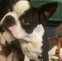 Charlie, a male Boston Terrier for sale in Lake in the Hills, IL – Photo 6 of 8