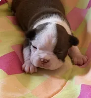 Reba, a female Boston Terrier for sale in Lake in the Hills, IL – 8 of 9