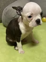 Gidget, a female Boston Terrier for sale in Lake in the Hills, IL – Photo 5 of 8