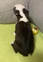 Gidget, a female Boston Terrier for sale in Lake in the Hills, IL – Photo 8 of 8