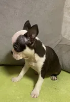 Gidget, a female Boston Terrier for sale in Lake in the Hills, IL – Photo 3 of 8