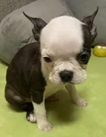 Gidget, a female Boston Terrier for sale in Lake in the Hills, IL – Photo 6 of 8