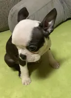 Gidget, a female Boston Terrier for sale in Lake in the Hills, IL – Photo 7 of 8