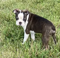 Gideon, a male Boston Terrier for sale in Lake in the Hills, IL – Photo 1 of 10
